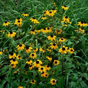 Rudbeckie à œil brun aux fleurs jaune vif au sommet de hautes tiges. 