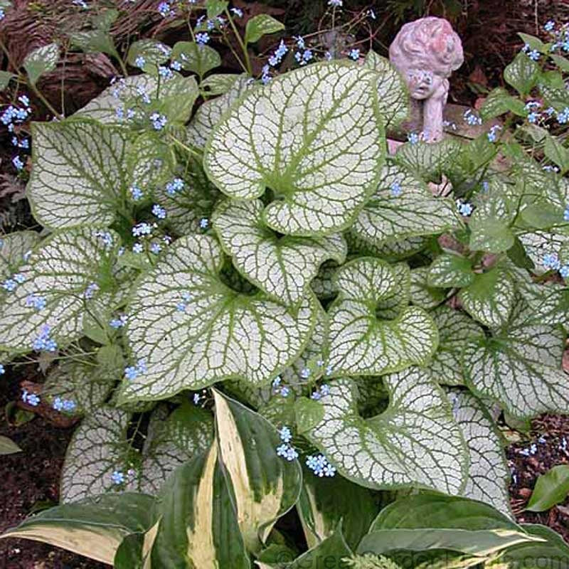 Jack Frost Siberian Bugloss with heart-shaped leaves patterned with green veins. 