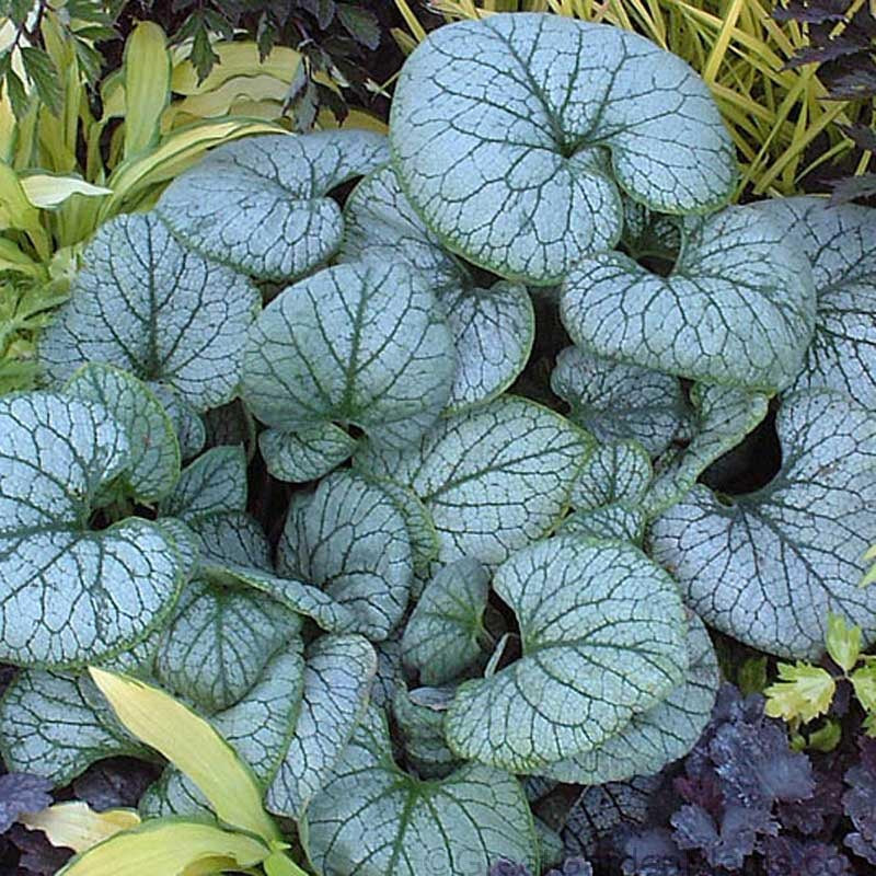 Heart-shaped Jack Frost Siberian Bugloss leaves with emerald green veins. 