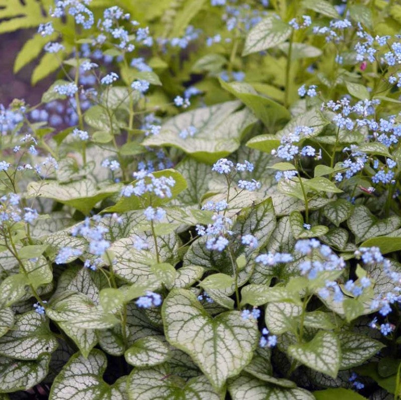 Jack Frost Siberian Bugloss with a spray of bright blue flowers floating above foliage. 