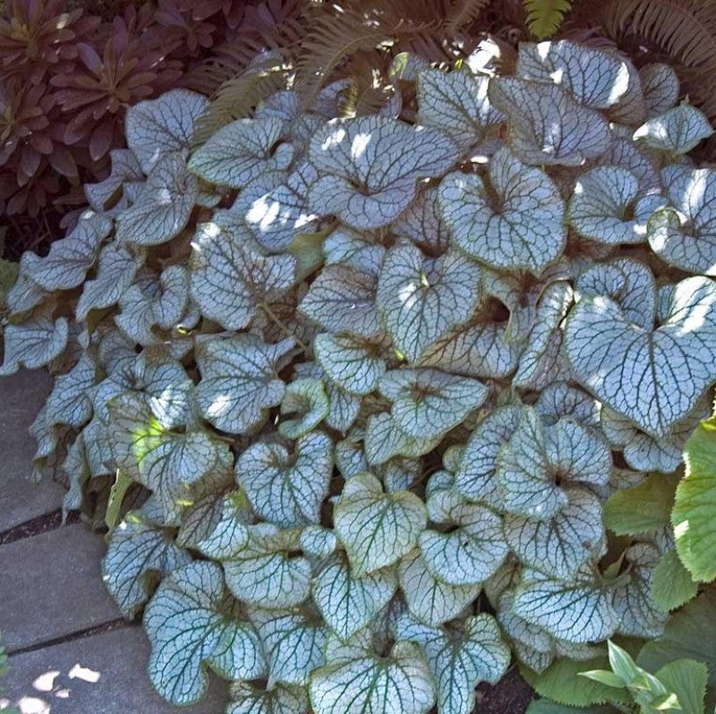 Jack Frost Siberian Bugloss with heart-shaped silver leaves in a garden. 