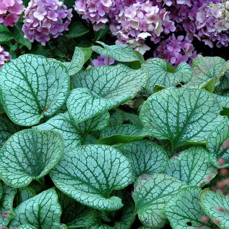 Jack Frost Siberian Bugloss with heart-shaped leaves in front of a hydrangea. 