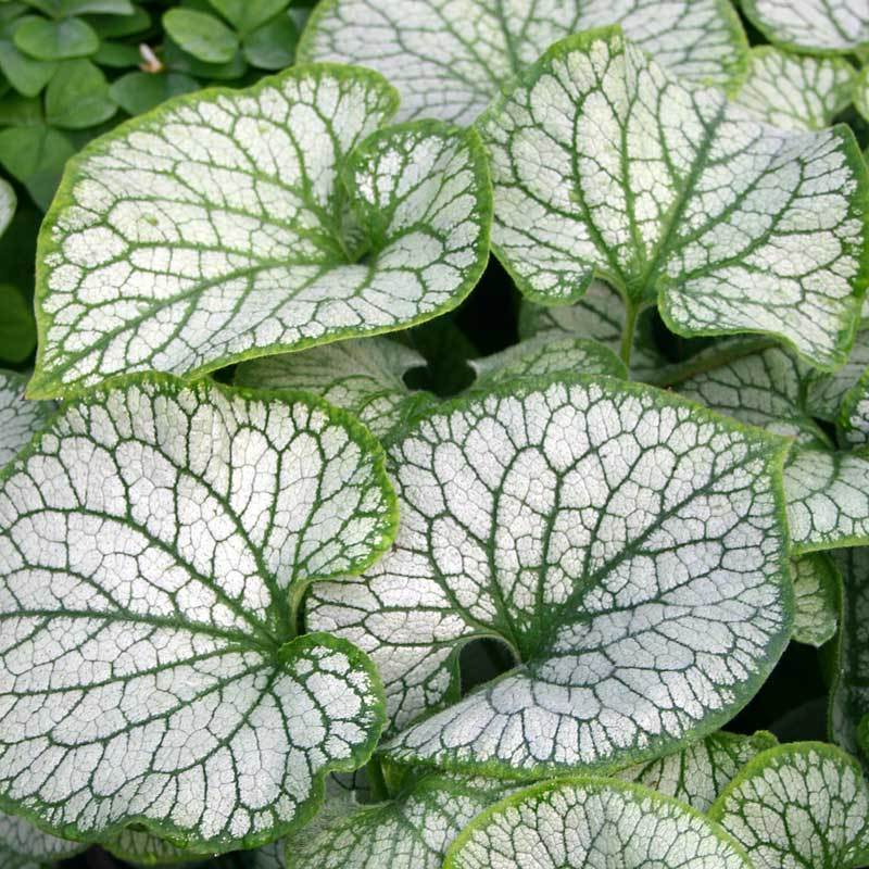 Close-up of Jack Frost Siberian Bugloss' heart-shaped silver leaves with green veins. 