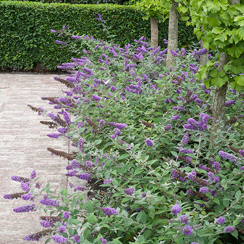 Le buddleia « Lo & Behold Blue Chip » forme une excellente haie le long des trottoirs et sous les arbres.
