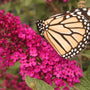 Close-up of a monarch butterfly on a pink Miss Molly Butterfly Bush bloom