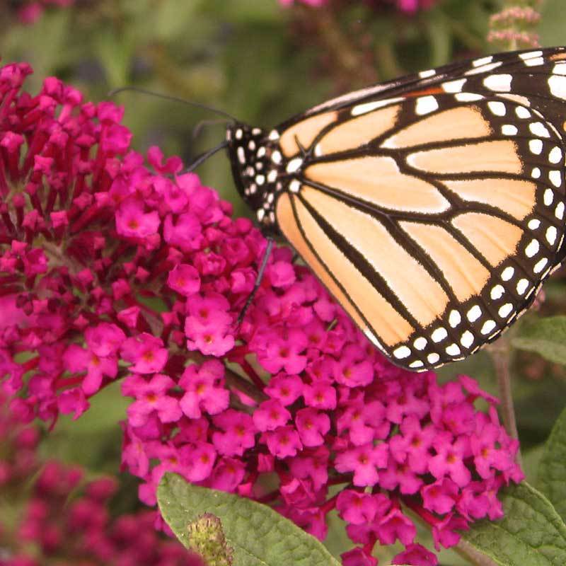 Close-up of a monarch butterfly on a pink Miss Molly Butterfly Bush bloom