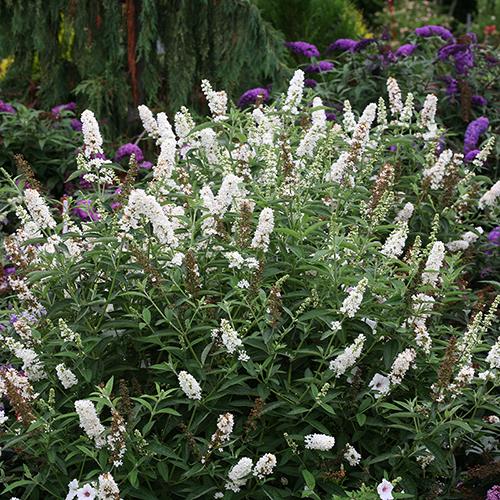 Miss Pearl Butterfly Bush with crisp white blooms in a garden with a purple butterfly bush. 