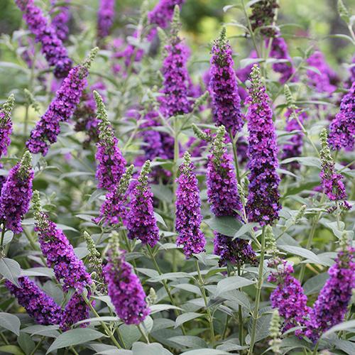 Buddleia Miss Violet aux fleurs violet-pourpre électrique. 