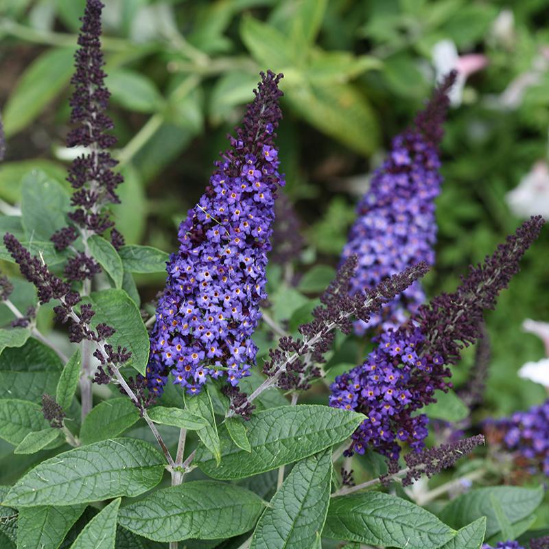 Pugster Blue Butterfly Bush has lavish and pump true blue flowers