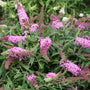 Pugster Pink is a dwarf butterfly bush with huge blooms.
