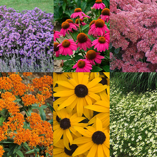 Aster violet, coreopsis jaune, échinacée rose, orpin rose, asclépiade orange et rudbeckie jaune.  