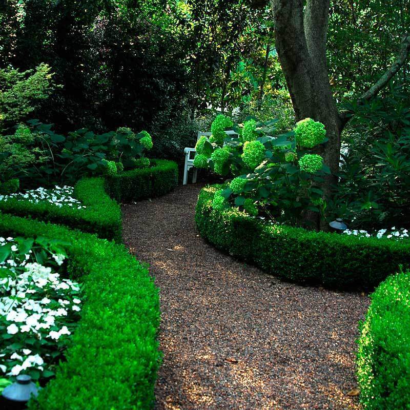 Green Velvet Boxwood hedges creating borders around garden beds. 