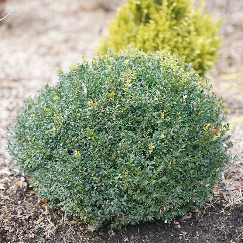 North Star® Boxwood has a stunning globe-shaped shrub.