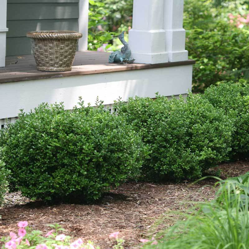 best fertilizer for boxwood plants Sprinter Boxwood One Quart