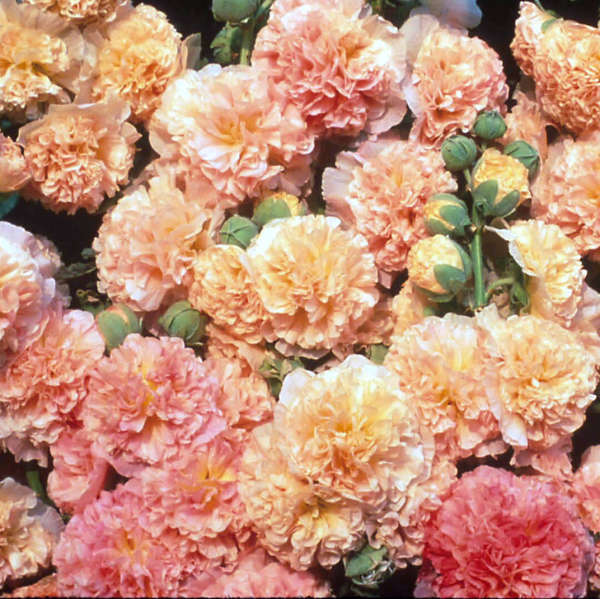 Peaches 'N' Dreams Hollyhock has giant peachy pink blooms.