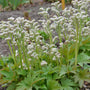 Red-leaf mukdenia blooms with clusters of white flowers