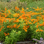 Orange Milkweed has clusters of flowers standing tall above green lanced-shaped leaves.