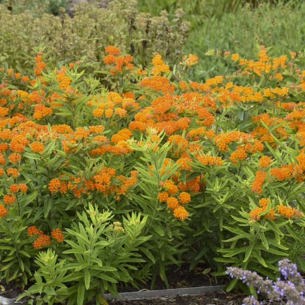 Orange Milkweed has clusters of flowers standing tall above green lanced-shaped leaves.