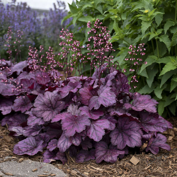 Heuchera Wild Rose forms a colorful 18 inch mound of foliage