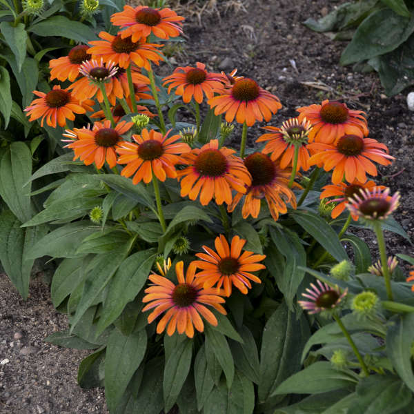 Une rangée d'échinacées orange, aux couleurs distinctes, dans un paysage. 