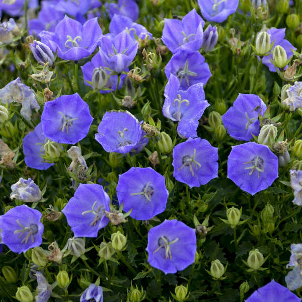 Rapido Blue Bellflower with cup-shaped blue flowers. 