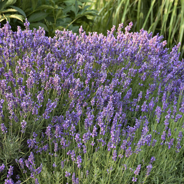 Hidcote Lavender with purple flower spikes and silver-gray foliage. 