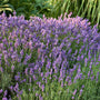 Hidcote Lavender with purple flower spikes and silver-gray foliage. 