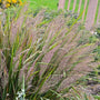 Calamagrostis brachytricha is a low maintenance high impact ornamental grass