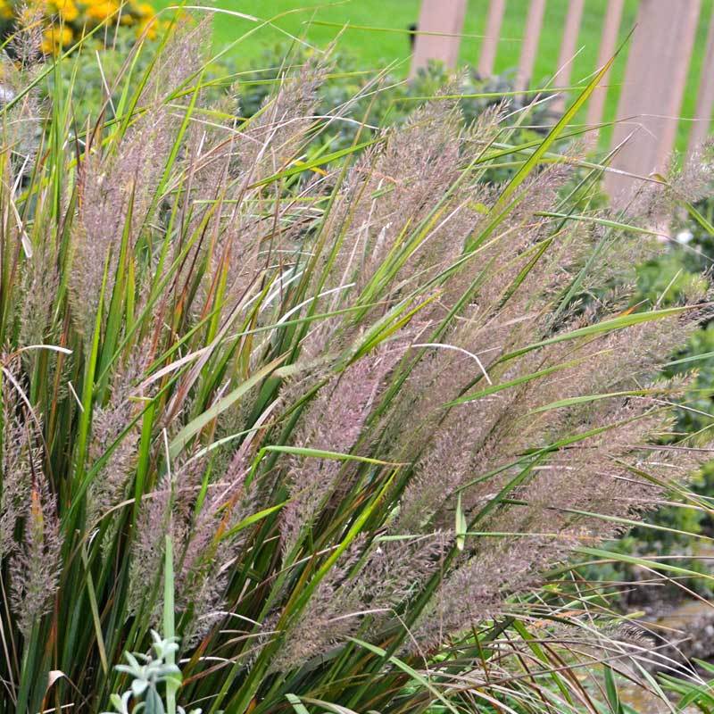 Calamagrostis brachytricha is a low maintenance high impact ornamental grass