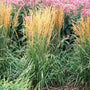 Karl Foerster Feather Reed Grass with feathery tan spire-shaped flowerheads. 