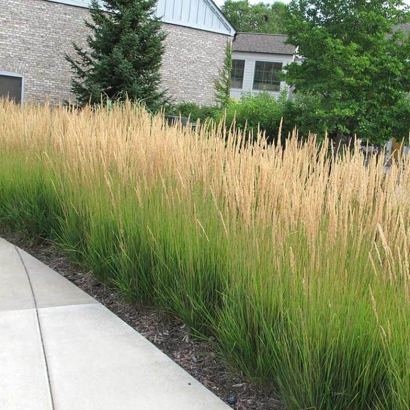 Karl Foerster Feather Reed Grass with feathery flowerheads creating a low privacy screen along a path. 