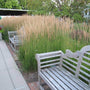 Karl Foerster Feather Reed Grass in a landscape surrounding wooden benches. 