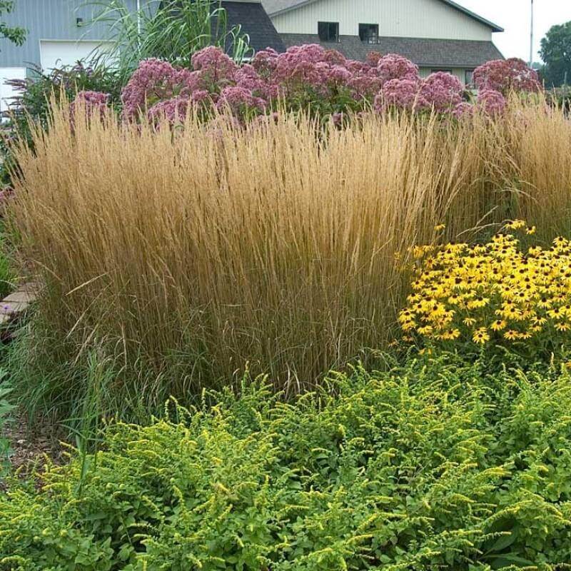 Karl Foerster Feather Reed Grass in a landscape with milkweed and black eyed susan. 