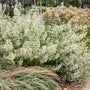 Calamint with white blooms and bushy green foliage in front of a metal fence. 