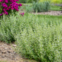 Confetti-like white blooms covering calamint's bushy foliage. 