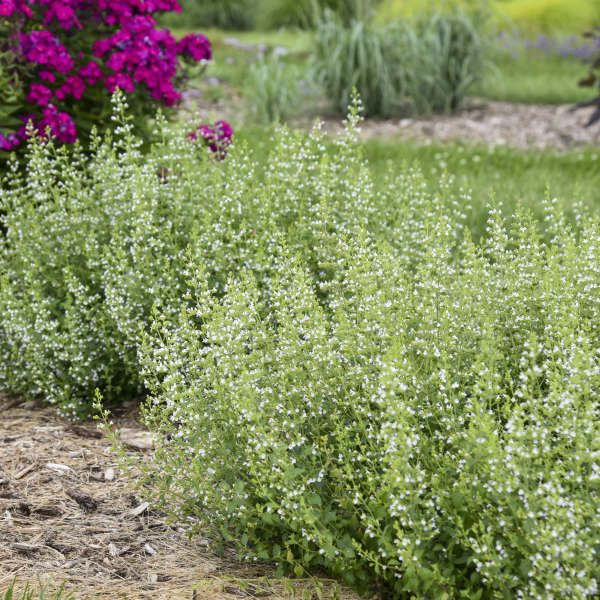 Confetti-like white blooms covering calamint's bushy foliage. 