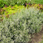 White confetti-like blooms covering calamint's bushy green foliage. 
