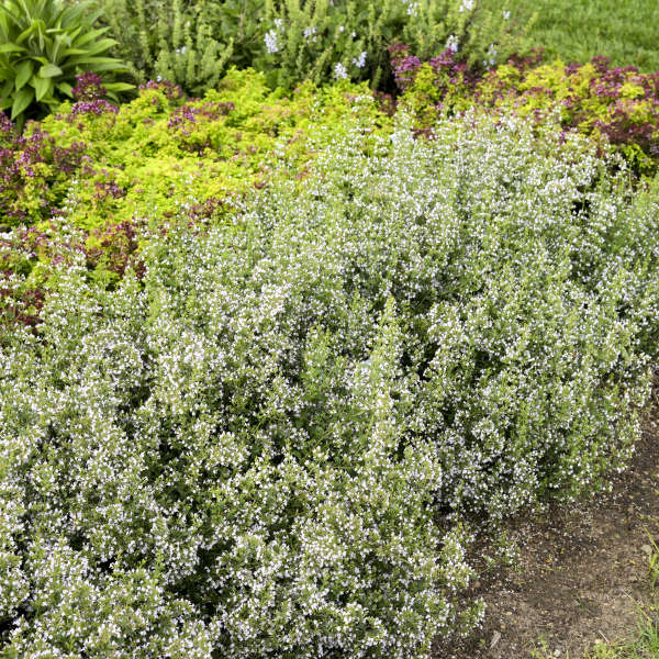 White confetti-like blooms covering calamint's bushy green foliage. 