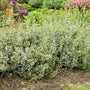 Calamint with handsome green foliage and small white flowers in a garden. 