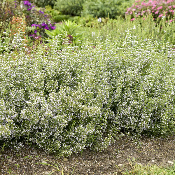 Calamint with handsome green foliage and small white flowers in a garden. 