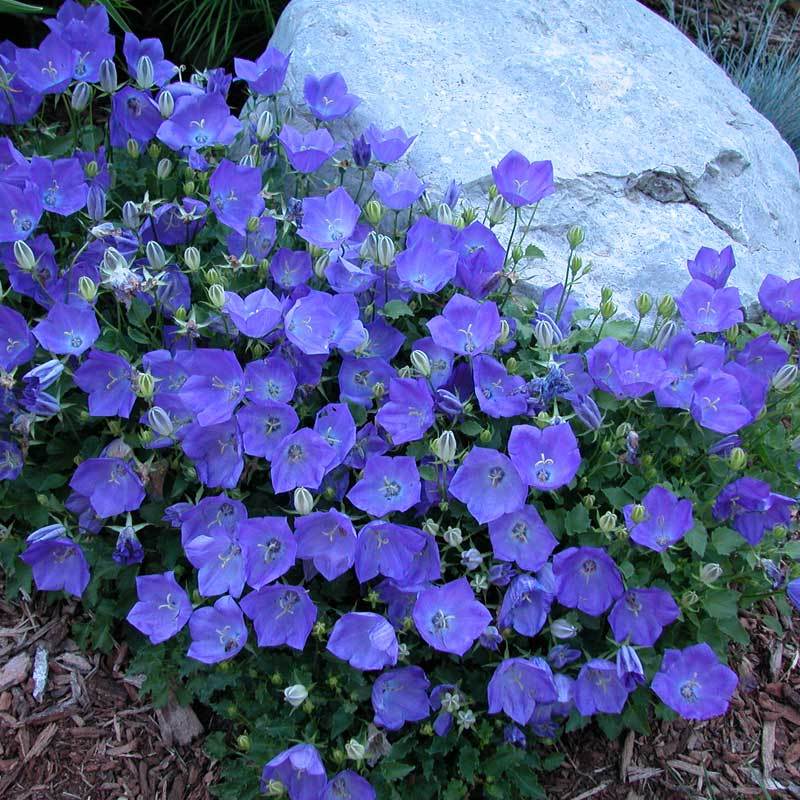 Rapido Blue Bellflower with cup-shaped soft blue flowers next to a rock in the landscape. 