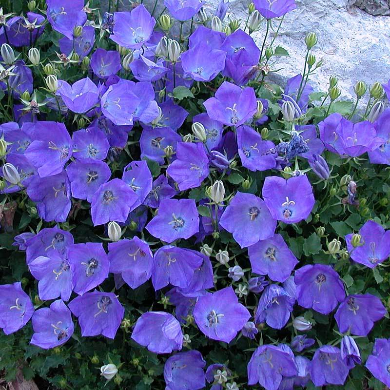 Rapido Blue Bellflower with cup-shaped soft blue flowers next to a rock in the landscape