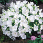 Rapido White Bellflower with cup-shaped white blooms in a garden. 