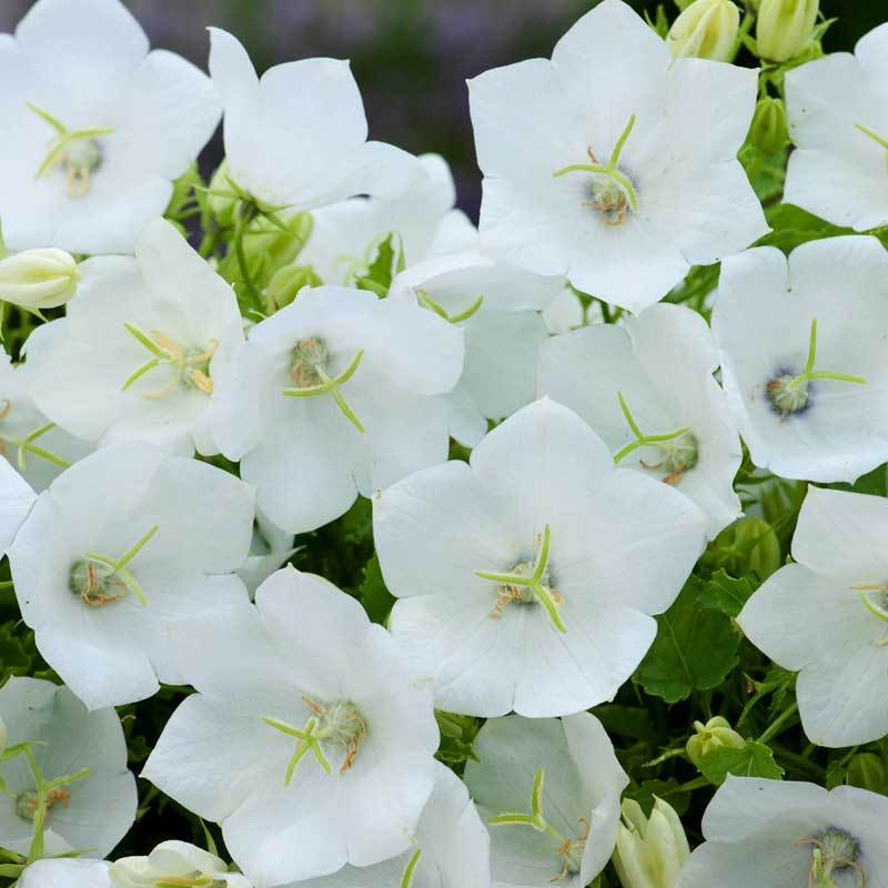 Close-up of vibrant white Rapido White Bellflower blooms. 