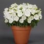 Rapido White Bellflower with white blooms in a terracotta container. 