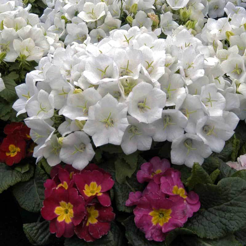 Campanula Rapido White with red and pink primrose. 