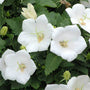 Close-up of the stark white cup-shaped blooms and wavy green foliage of Rapido White Bellflower. 