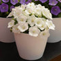 Rapido White Bellflower with white cup-shaped blooms in a white container in front of containers of purple bellflowers. 