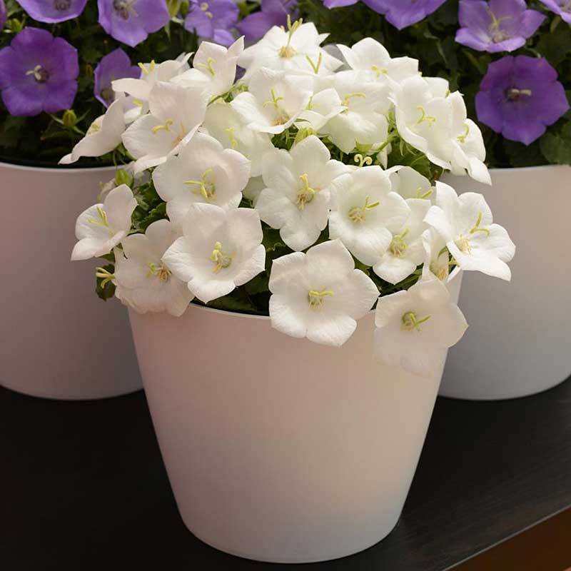 Rapido White Bellflower with white cup-shaped blooms in a white container in front of containers of purple bellflowers. 