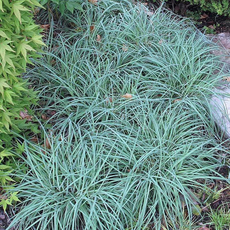 Blue Zinger Sedge with arching blue grass-like foliage in a landscape. 